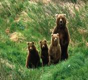 pic for Brown Bears